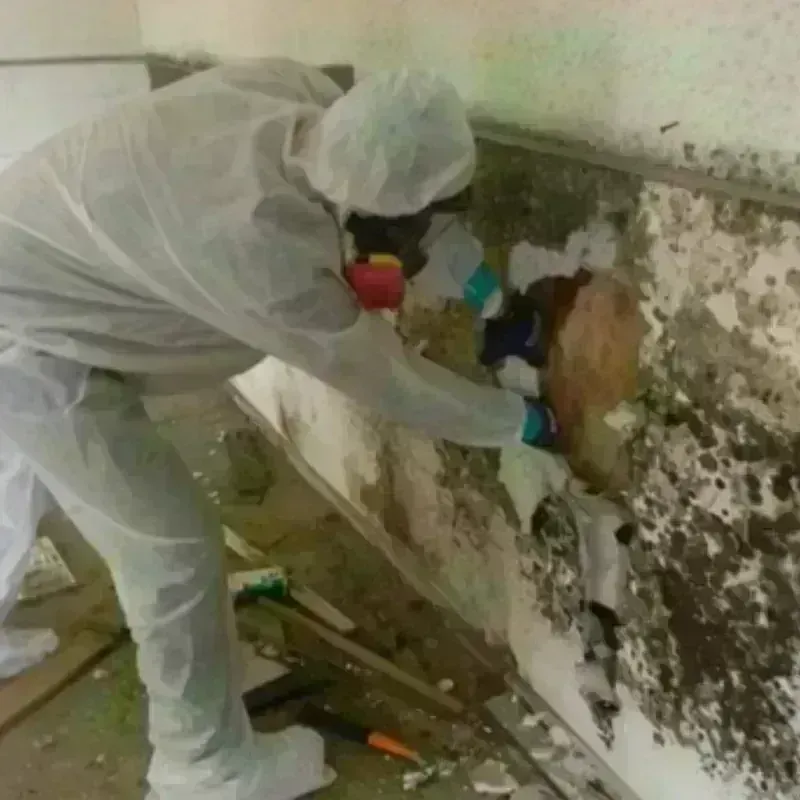 Mold Remediation and Removal in Carbon County, WY